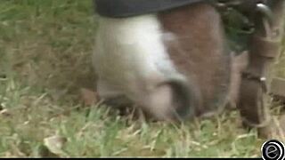 blondie get all in -- dick to ass, then cumshot on her face