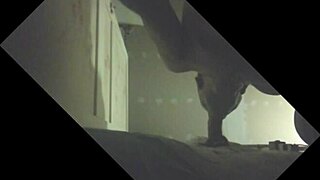 Stallion gets sucked dry in intense glory hole action!