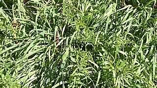 yo, gretala got so turned on in that cave, totally drenched