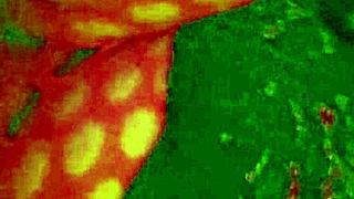 I watched angelg and kuzz's halloween interracial bbw special.