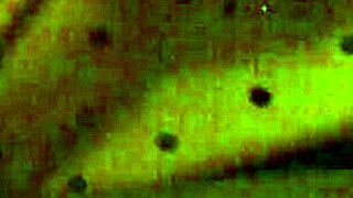 Amber Crider, you fat ass bitch got fucked and cumshotted.