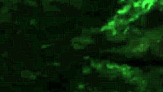 Hairy phat pussy ebony milf gets wild!