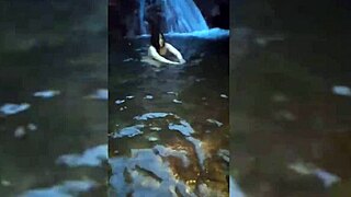 sexo en torrente con chica blanca y muy femenina buenos sentones después de mamarlo duro 😍