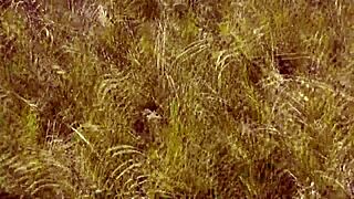 i saw this sexy blonde naked on the wild beach, pulled out my cock and jerked off until i came hard in public.