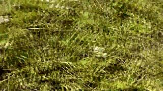 i saw this sexy blonde naked on the wild beach, pulled out my cock and jerked off until i came hard in public.