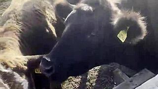 just a happy hippie country girl chatting with cows and you about her tattoos