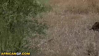 wanna see this super tight ebony pussy get wrecked by huge cock in a van?