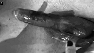 my wife's total sperm dump watch guys ditch condoms creampie breed her deep 💦🤰