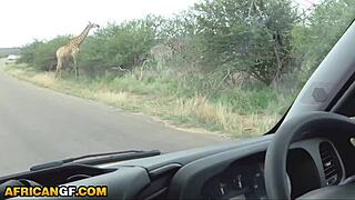 gorgeous ebony girlfriend strips on safari begs rough ride on big white cock