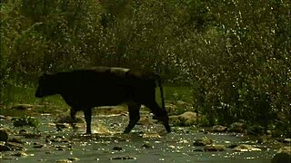 next he tongues her bubble butt deep before blasting a pearl necklace cumshot on her